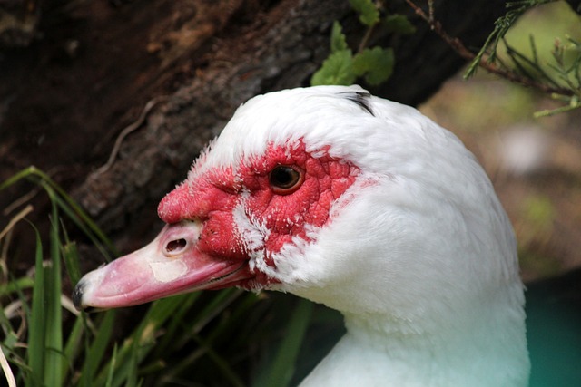 可能会在本 可能会在本